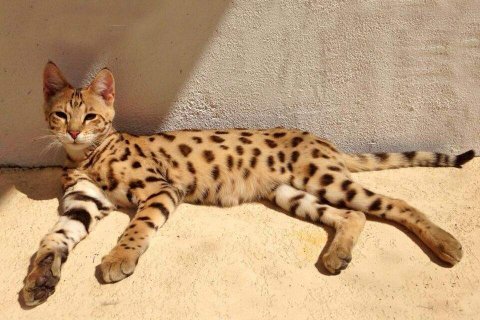 Savannah Cat