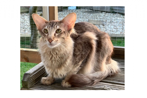 Oriental Longhair