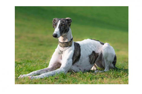 Greyhound