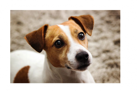Jack Russell Terrier