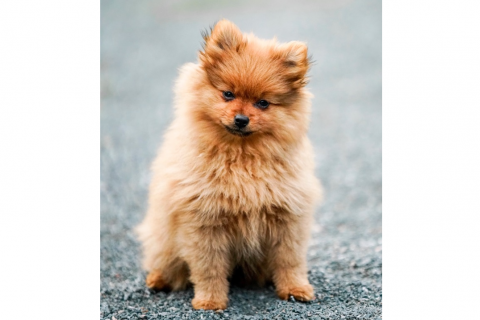 Pomeranian