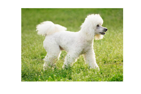 Poodle (Standard)