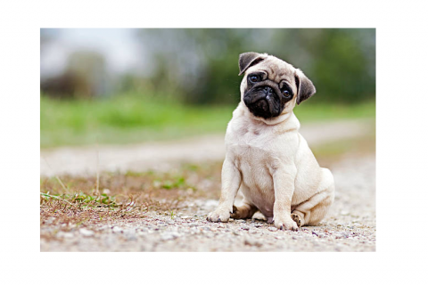 Pug Complete Breed Information