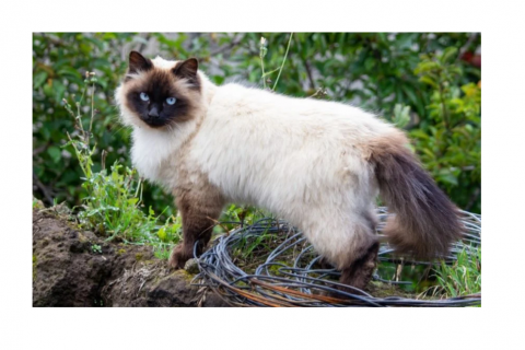 Himalayan cat