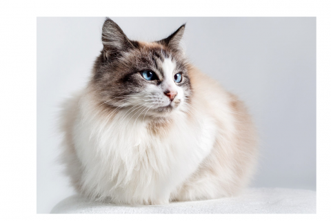 Ragdoll Cat