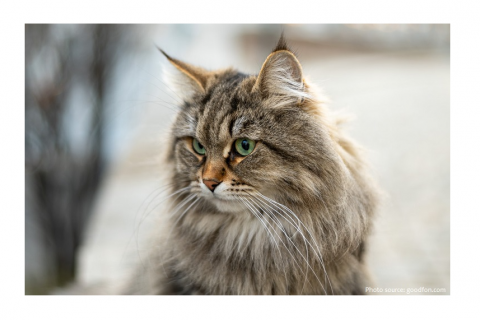 Siberian cat 