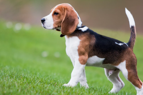 Beagle, Beagle Breeds