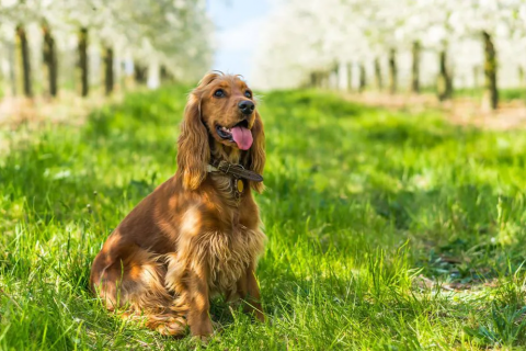 Cocker Spaniel (American)