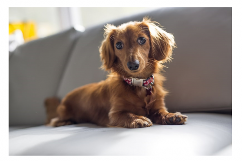 Dachshund  Breed Information