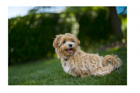 Maltipoo Complete Breed Information