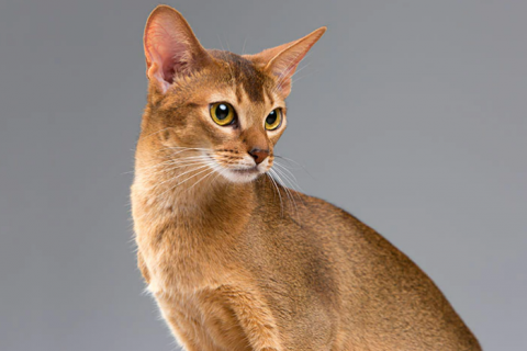 Abyssinian Cat