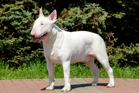 Bull Terrier Dog Breed Complete Information - Petzooie