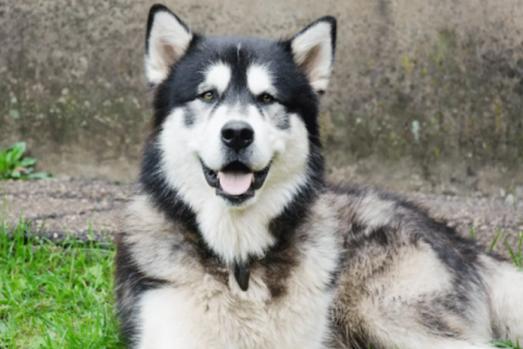 Alaskan Malamute Dog Breeds