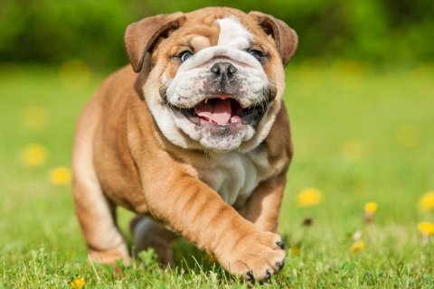 English Bulldog