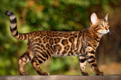 Bengal Cat 