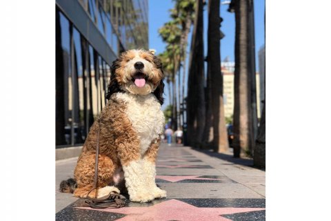 Bernedoodle