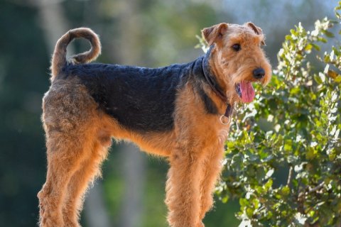Airedale Terrier