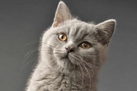 British Shorthair Cat