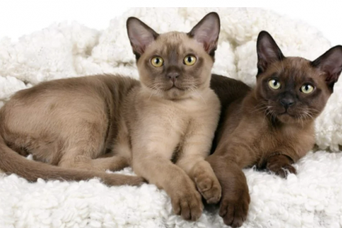 Burmese Cat