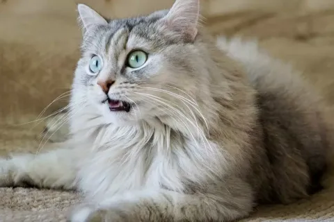 Ragamuffin Cat