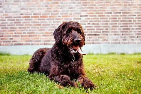 Labradoodle