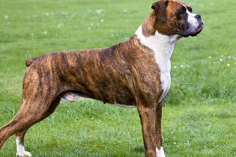 Boxer Dog Breed Information - Petzooie