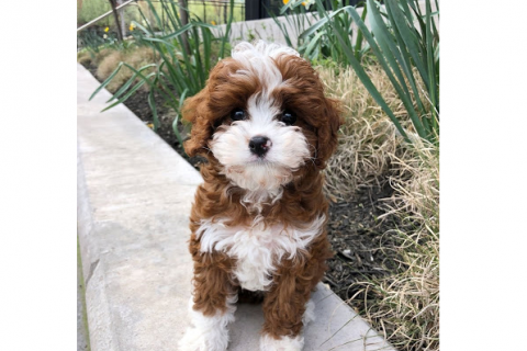  Cavapoos 