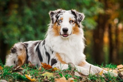 Australian Shepherd Dog