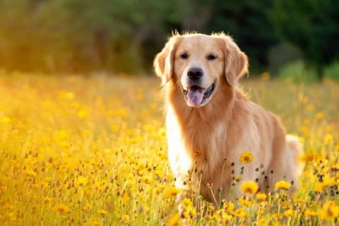 Golden Retriever