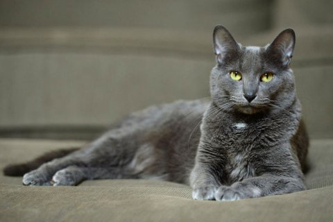 Korat Cat