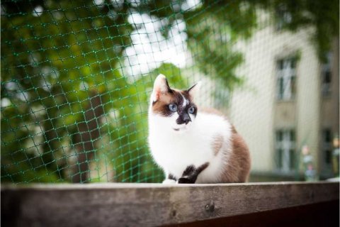 Snowshoe Cat