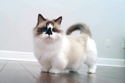 Munchkin Cat