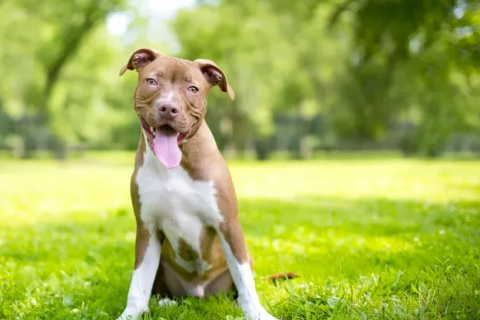 American Pit Bull Terriers 