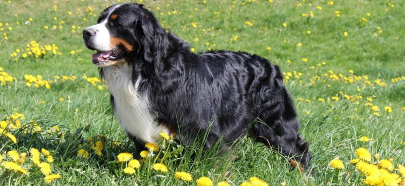 Bernese Mountain Dog