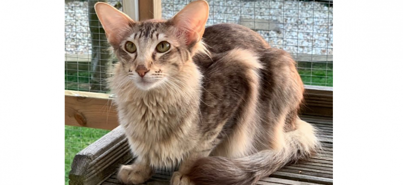 Oriental Longhair
