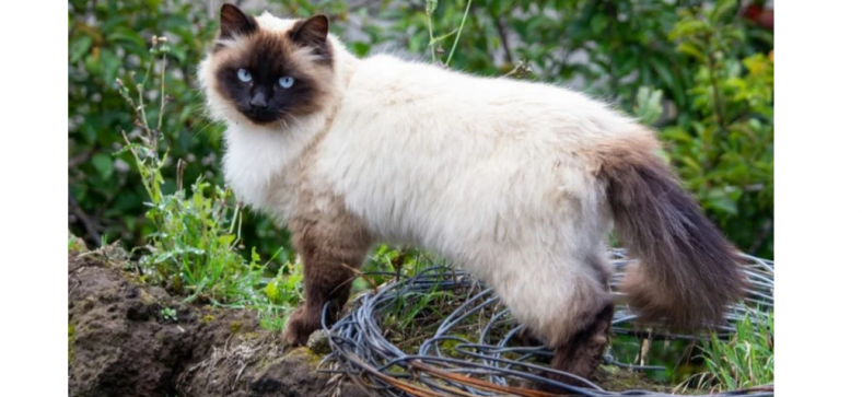 Himalayan cat