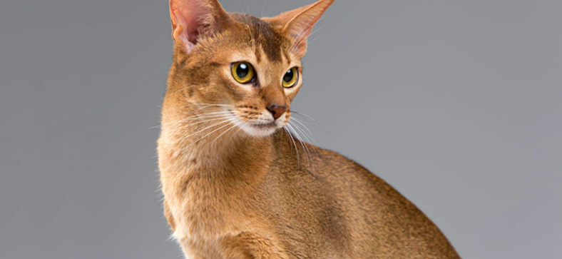 Abyssinian Cat