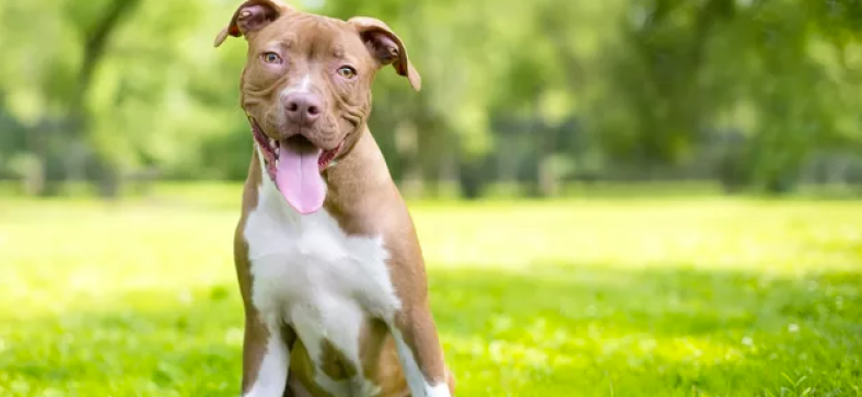 American Pit Bull Terriers 
