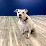 Whillard's dining area