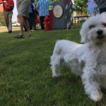 636301155926653447-dogs1.jpg