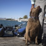 636547323980634460-Lake-Havasu-State-Park003.jpg