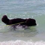 Whillard's dining area