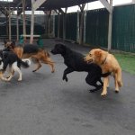 Whillard's dining area