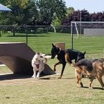 Whillard's dining area