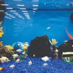 Aquarium_fish_enthusiasts.jpg
