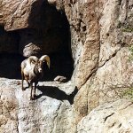 CPBighorn.jpg