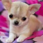Destiny_Chihuahua_Pups.jpg
