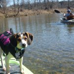 Dog-on-Kayak.jpg