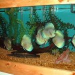 Fish_Heads_Aquatics_Inc.jpg
