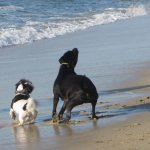Lacey__Mystic_playing_on_the_beach.jpg